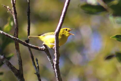 Hainan Leaf Warbler (Phylloscopus hainanus), photo 8