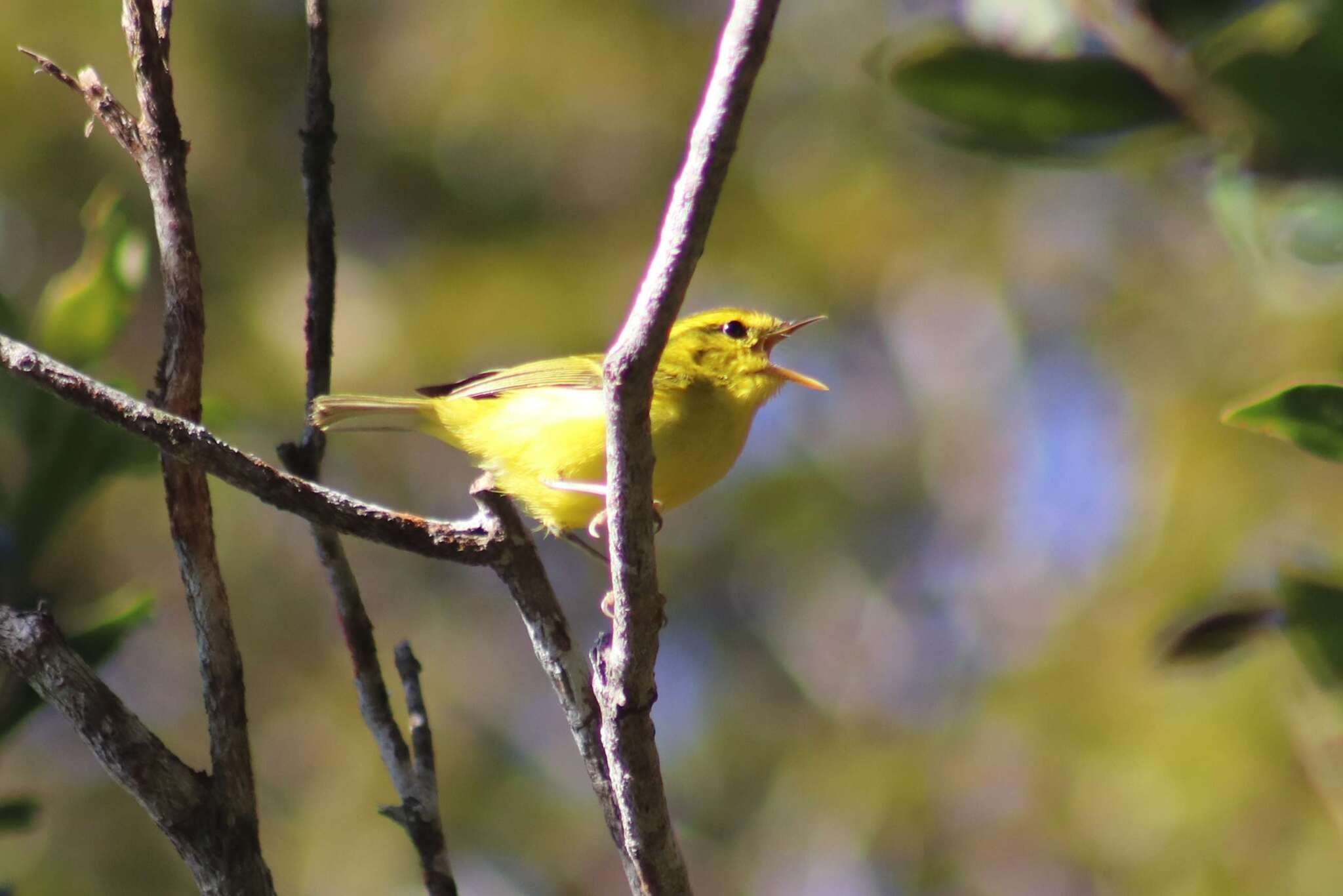 Hainan Leaf Warbler (Phylloscopus hainanus), photo 1