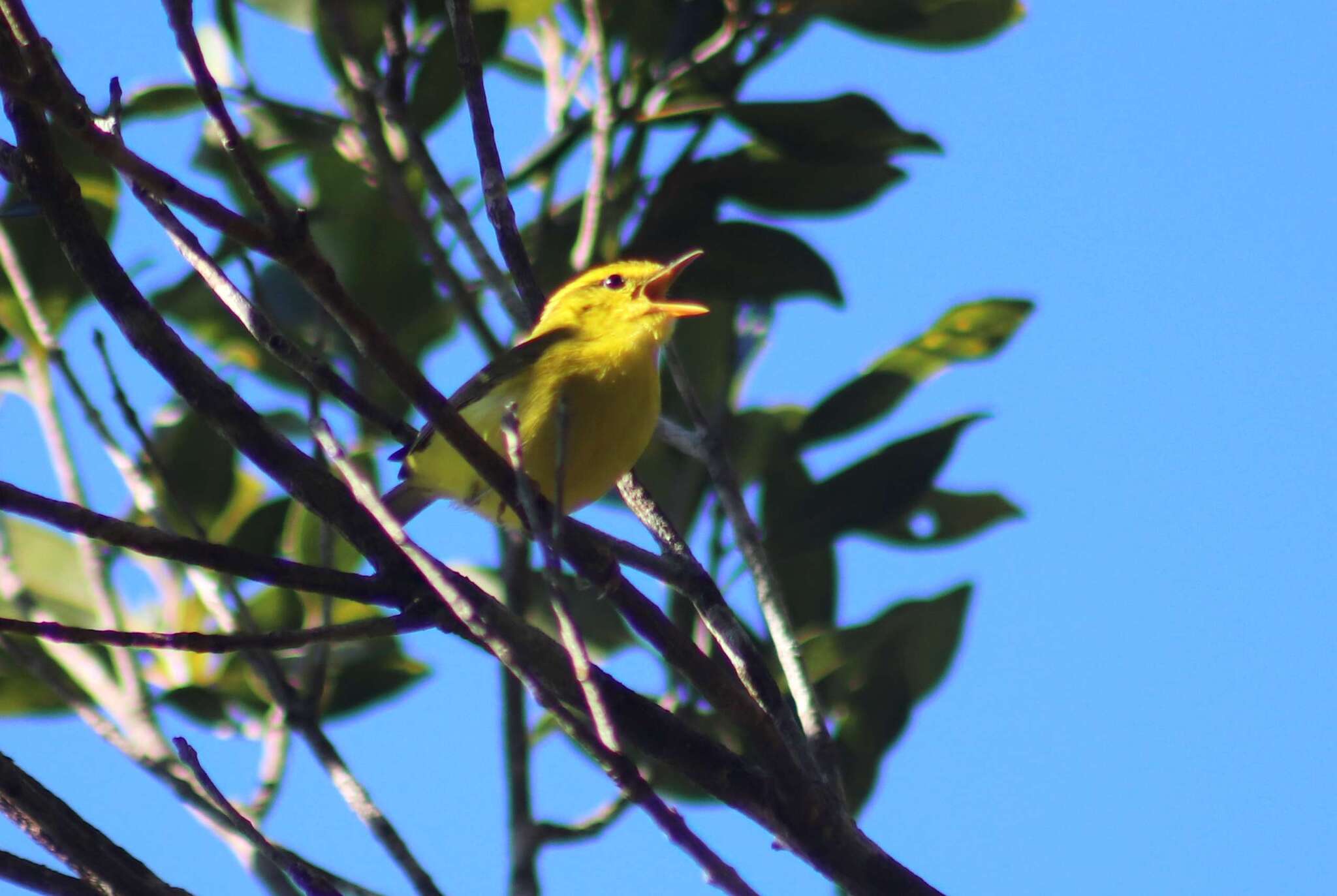 Hainan Leaf Warbler (Phylloscopus hainanus), photo 4