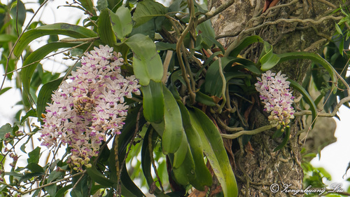 Rhynchostylis gigantea, 2026-02-08