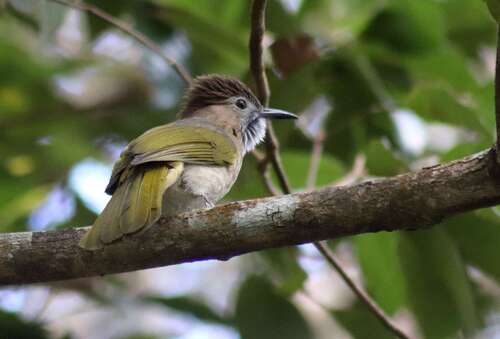 Mountain Bulbul (Ixos mcclellandii), photo 5
