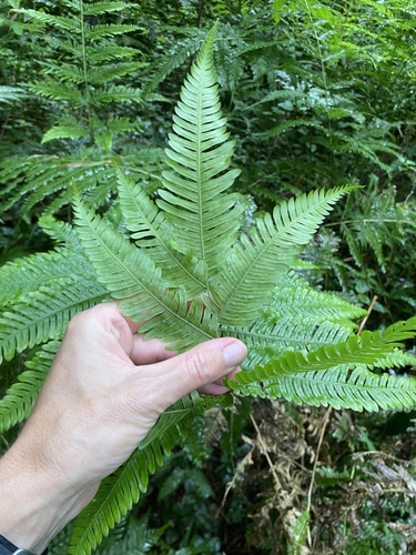 Pteris quadriaurita observed 2026-02-06
