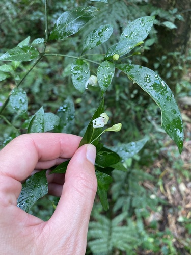 Justicia campylostemon, photograph 3