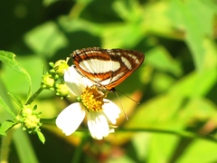 Thisbe irenea