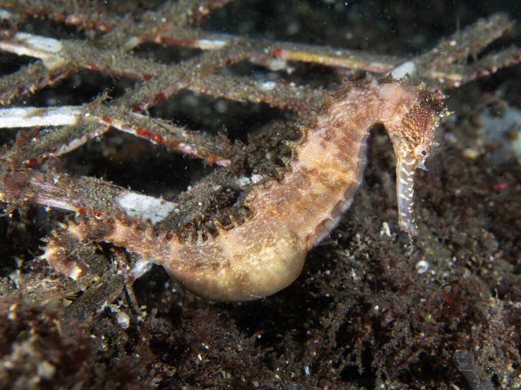 Longspine seahorse (Hippocampus histrix)