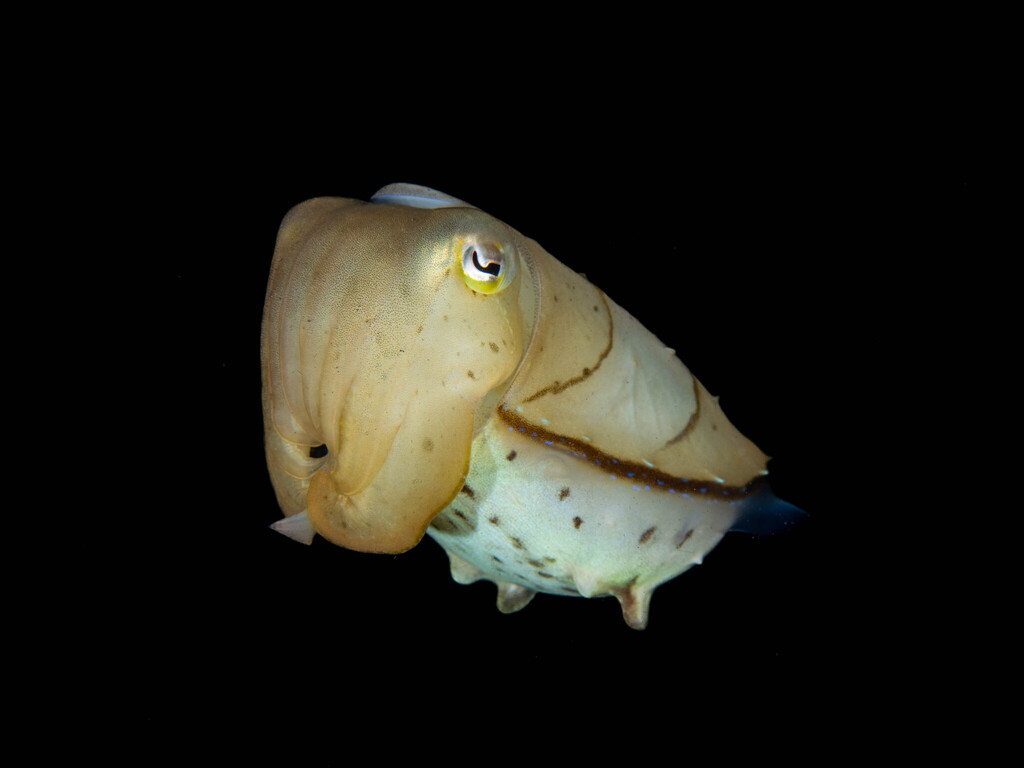 Broadclub Cuttlefish (Ascarosepion latimanus)