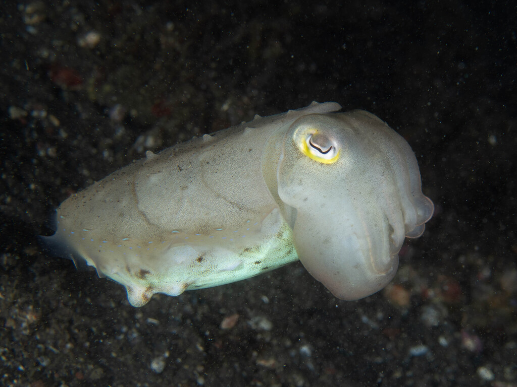 Sotong-besar (Ascarosepion latimanus)