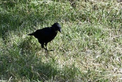 Ptiloxena atroviolacea