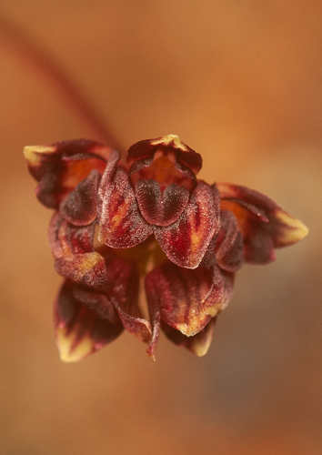 Creeping Brittle Orchid