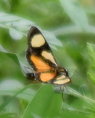 Agoma trimenii