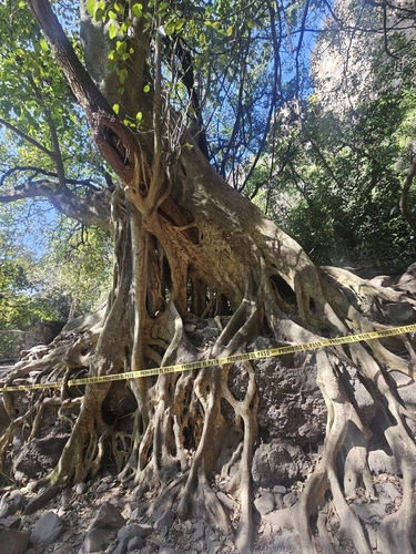 Petiolate Fig (Ficus petiolaris)
