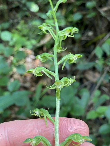 Soft Ghost Orchid (Habenaria malacophylla)
