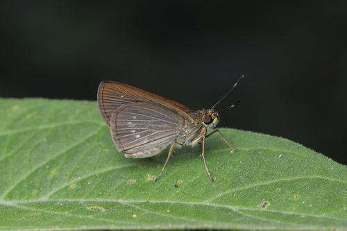 Morys valerius