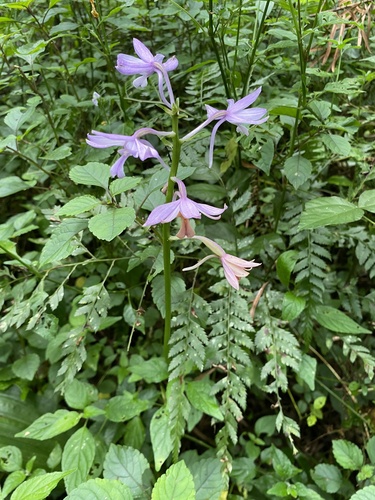 Calanthe sylvatica, photograph 2
