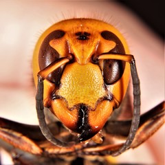 Vespa mandarinia japonica