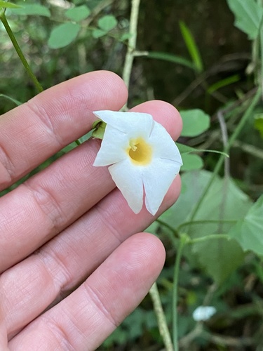 Squarebase Clockvine (Thunbergia neglecta)