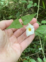Thunbergia neglecta, photograph (c) Sunčana Bradley, some rights reserved (CC BY)