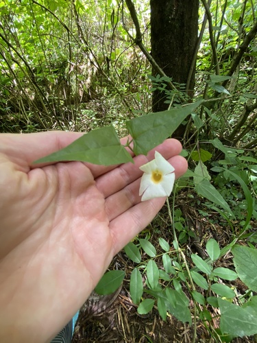 Thunbergia neglecta, photograph 5