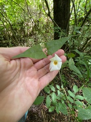 Thunbergia neglecta, photograph (c) Sunčana Bradley, some rights reserved (CC BY)