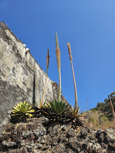 Agave horrida