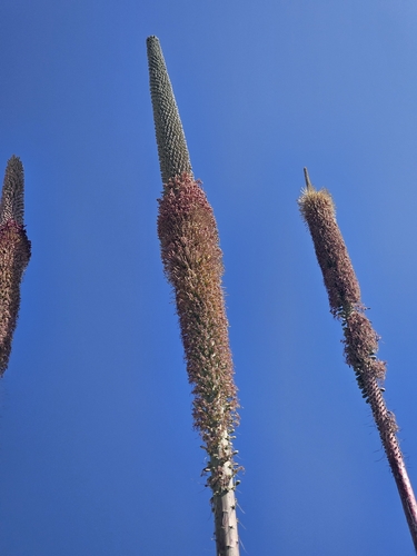 Agave horrida