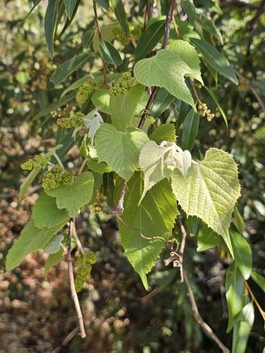 West Indian grape (Vitis tiliifolia)