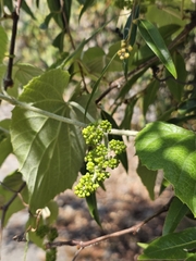 Vitis tiliifolia, photograph (c) Erick Vélez Sánchez, some rights reserved (CC BY)