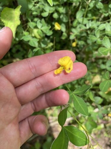Velvet Silverpod (Argyrolobium tomentosum)