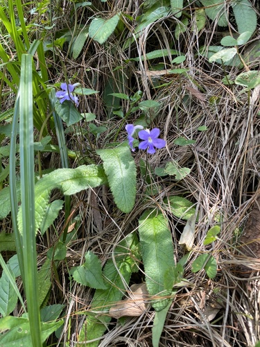 Streptocarpus johannis, photograph 4