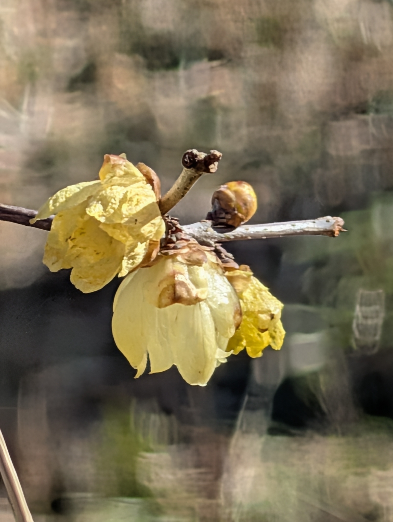 Imagem de flor-de-inverno