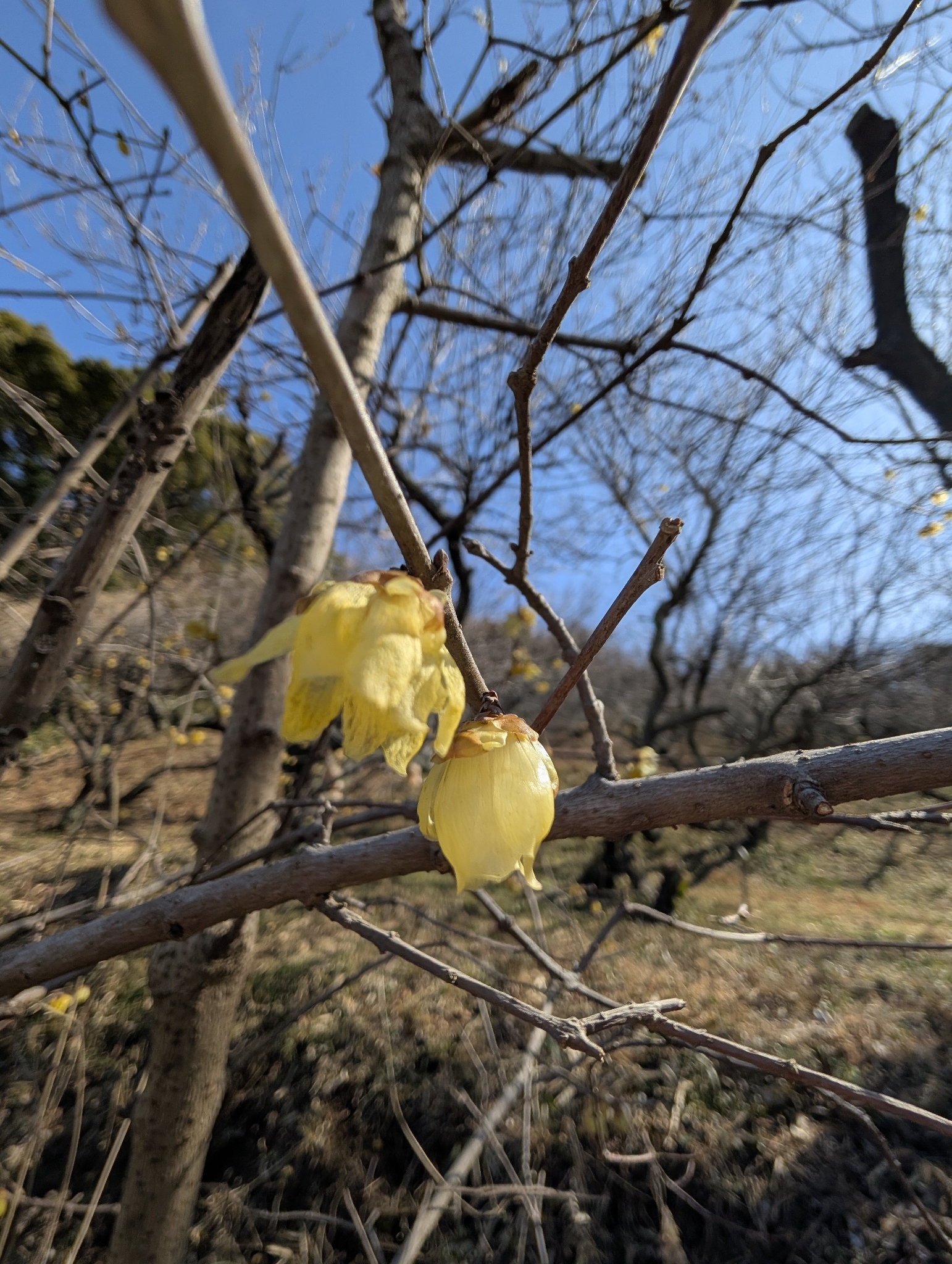 Imagem de flor-de-inverno