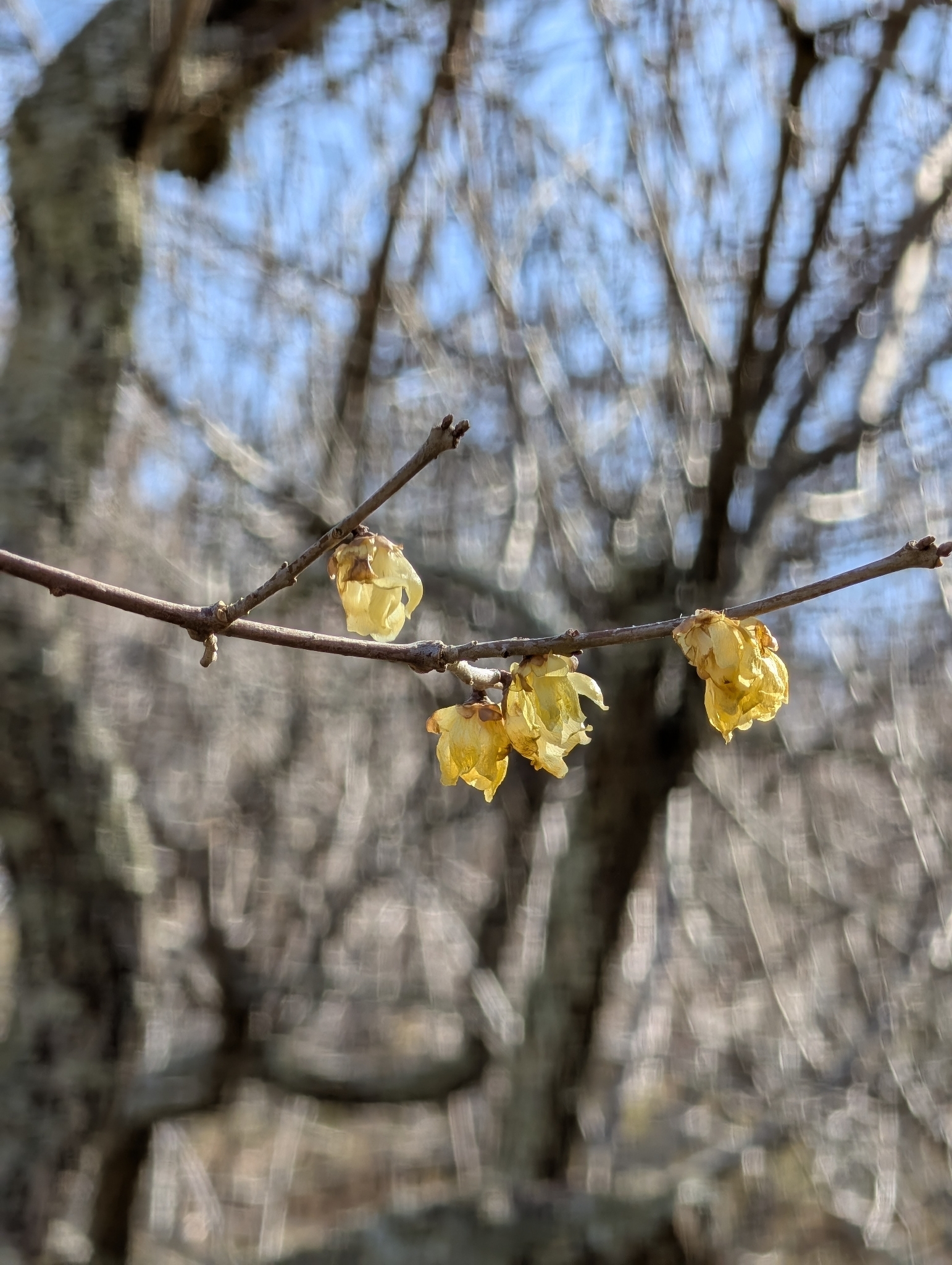 Imagem de flor-de-inverno