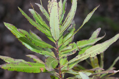 Comarostaphylis glaucescens