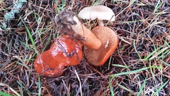 Lactarius subviscidus