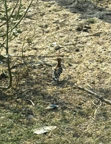 Common Hoopoe
