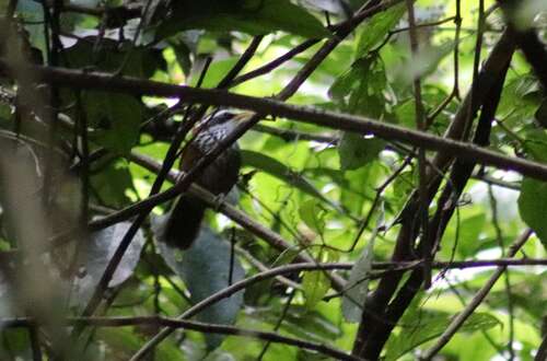 Streak-breasted Scimitar Babbler (Pomatorhinus ruficollis), photo 4