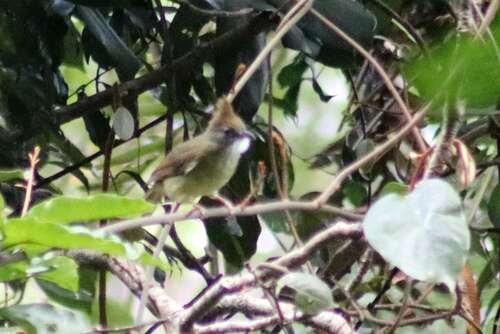 Puff-throated Bulbul (Alophoixus pallidus), photo 9