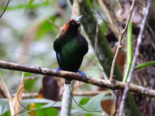 Magnificent Bird-of-paradise (Diphyllodes magnificus)