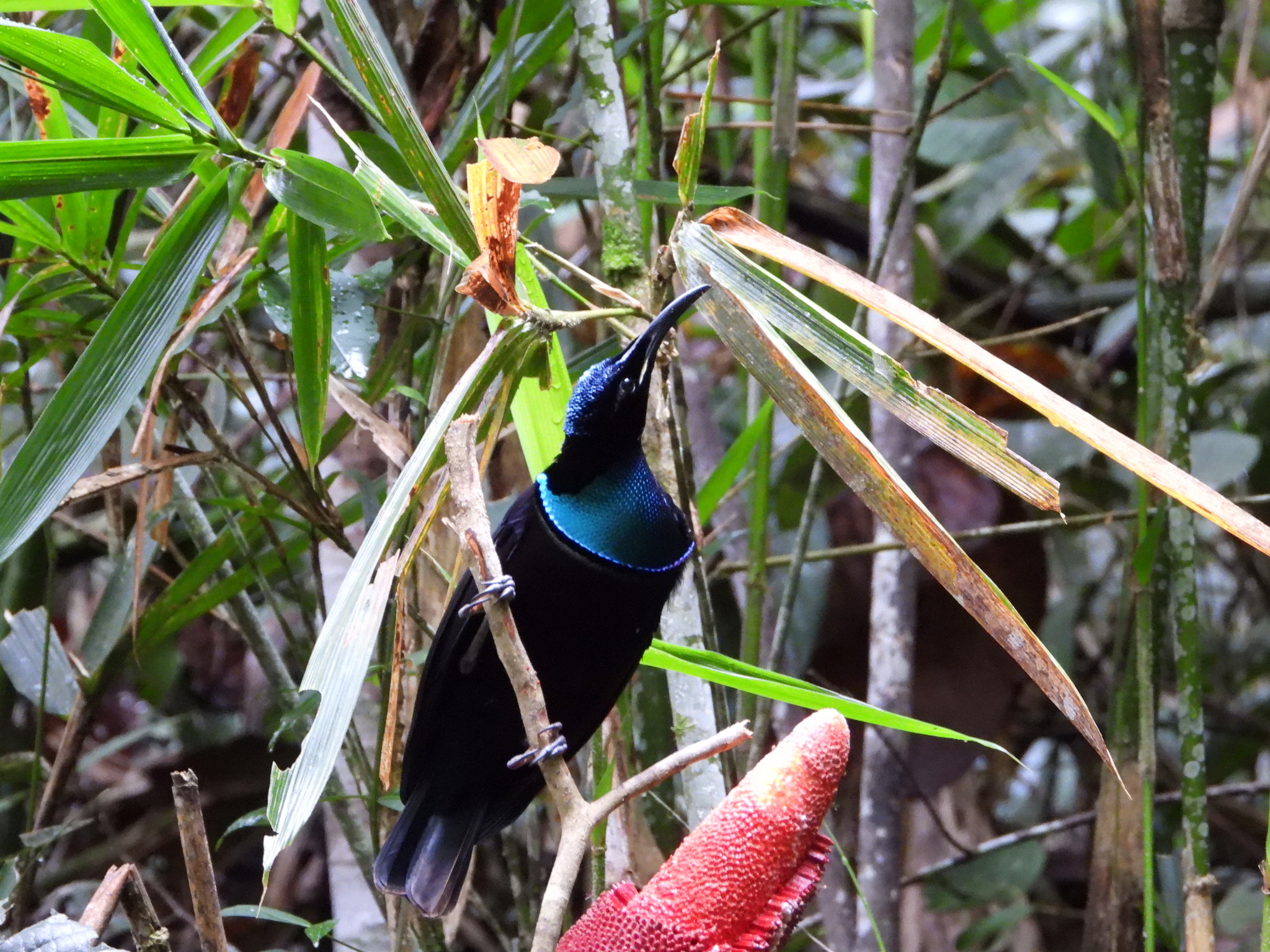 Magnificent Riflebird (Ptiloris magnificus), photo 1