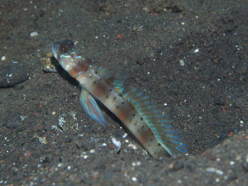 Arcfin shrimpgoby (Amblyeleotris arcupinna) — Gobiidae — 5