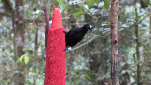 Long-tailed Paradigalla (Paradigalla carunculata)