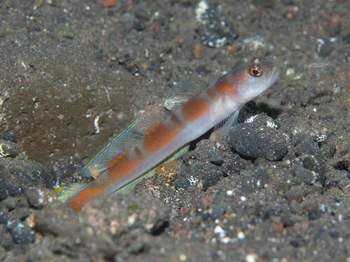 Flagtail shrimpgoby (Amblyeleotris yanoi) — Gobiidae — 4