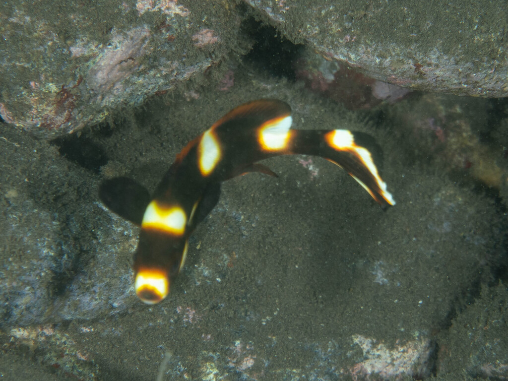Indian Ocean Oriental Sweetlips (Plectorhinchus vittatus)