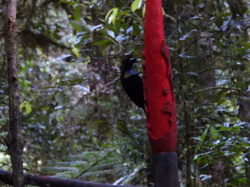 Western Parotia (Parotia sefilata)