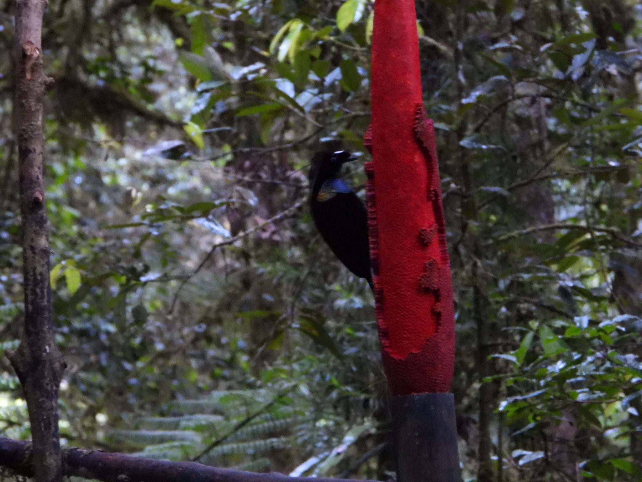 Western Parotia (Parotia sefilata), photo 1