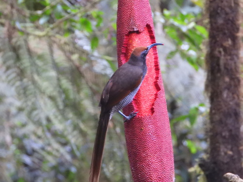 Black Sicklebill (Epimachus fastosus), photo 2