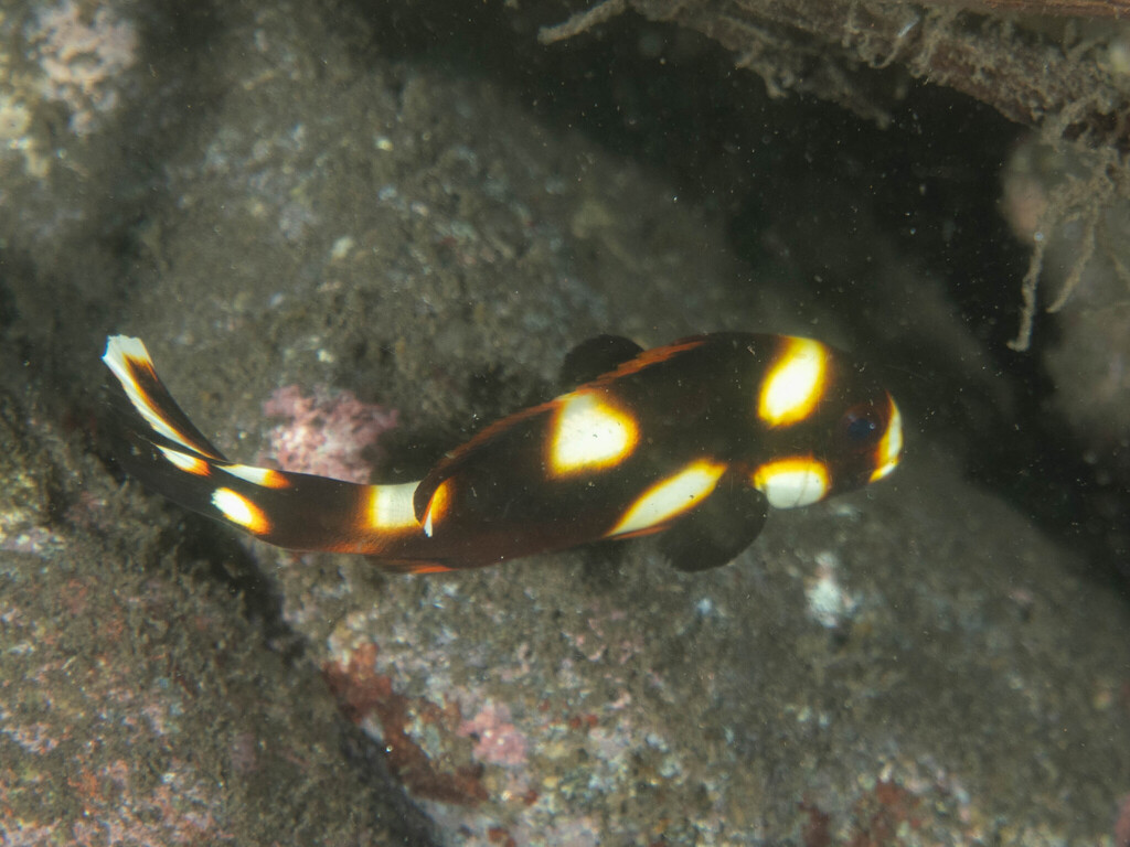 Indian Ocean Oriental Sweetlips (Plectorhinchus vittatus)