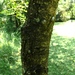 Acacia goetzei