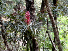 Tillandsia bourgaei