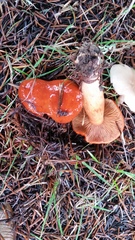 Lactarius subviscidus